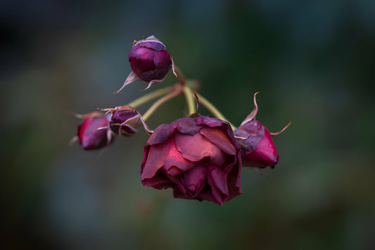 Roses Fade, Self-Love Blooms: Embracing Love Beyond Valentine's Day